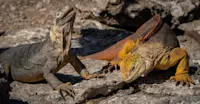 Land iguanas, Santa Fe Island, Galapagos, Ecuador
