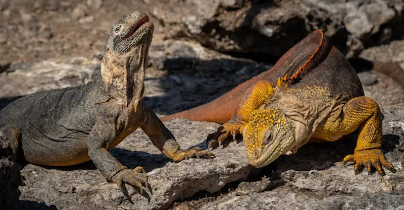 Land iguanas, Santa Fe Island, Galapagos, Ecuador