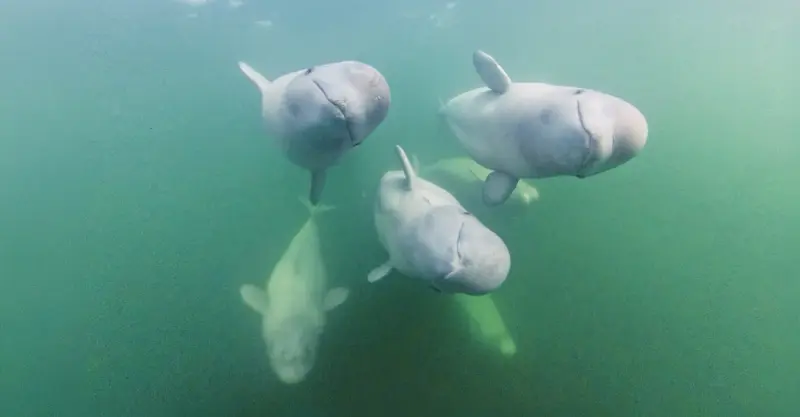 Beluga whales underwater, Churchill, Manitoba, Canada. 