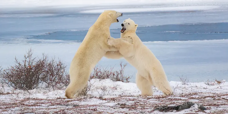 Polar bears sparring, Churchill, Manitoba.