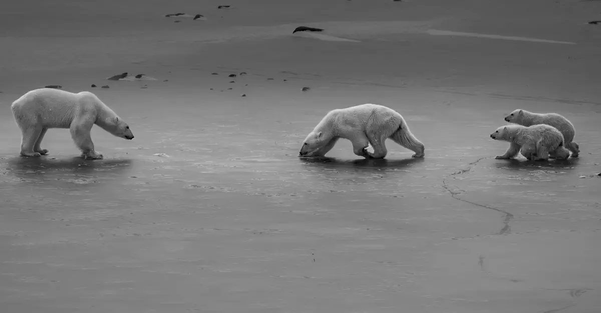 Churchill, Manitoba.