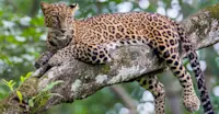 Leopard, Bandhavgarh National Park, India.