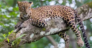 Leopard, Bandhavgarh National Park, India.
