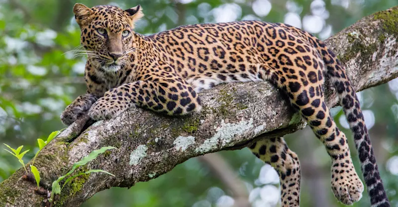 Leopard, Bandhavgarh National Park, India.