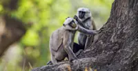 Hanuman langurs, Chitwan National Park, Nepal.