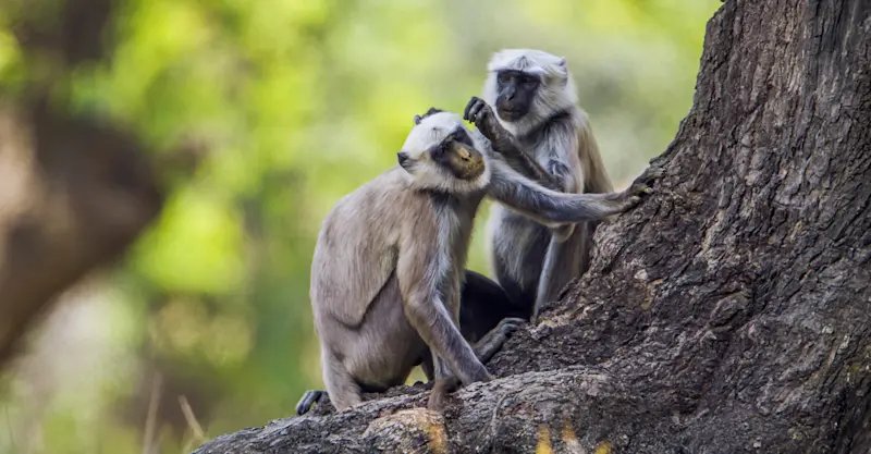 Hanuman langurs, Chitwan National Park, Nepal.