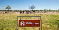 African elephants at Nat Hab's Gomoti Camp—Okavango South, Okavango Delta, Botswana.