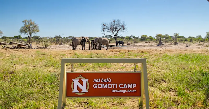 African elephants at Nat Hab's Gomoti Camp—Okavango South, Okavango Delta, Botswana.