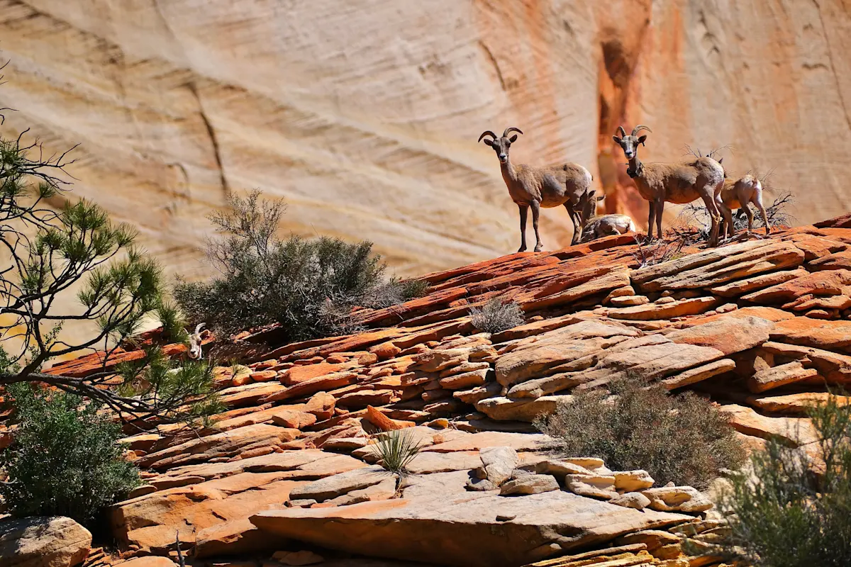 Bighorn sheep, Zion National Park, Utah.