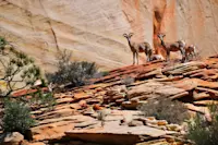Bighorn sheep, Zion National Park, Utah.