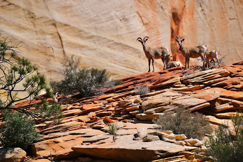 Bighorn sheep, Zion National Park, Utah.