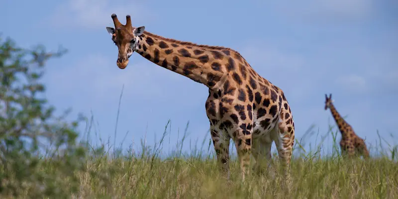 Giraffes, Murchison Falls National Park, Uganda.