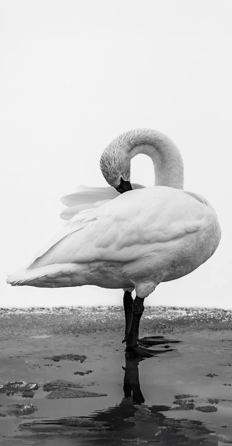 Trumpeter swan, Yellowstone