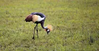 Grey crowned crane, Queen Elizabeth National Park, Uganda.