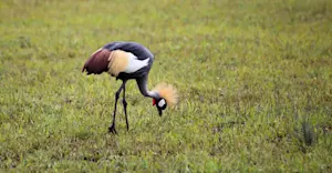 Grey crowned crane, Queen Elizabeth National Park, Uganda.