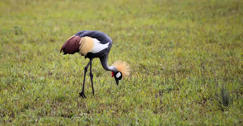 Grey crowned crane, Queen Elizabeth National Park, Uganda.
