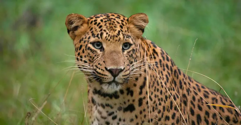 Leopard, Tadoba National Park, India.