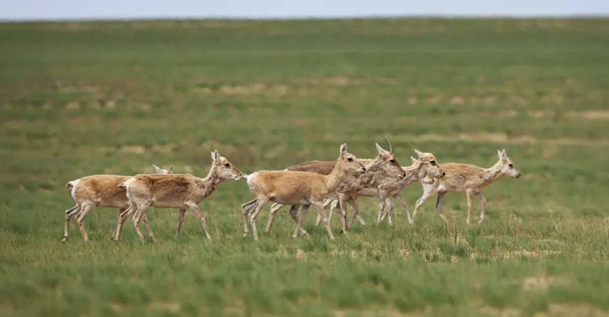 Mongolian gazelles, Hustai National Park, Mongolia.