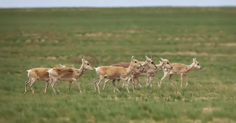 Mongolian gazelles, Hustai National Park, Mongolia.