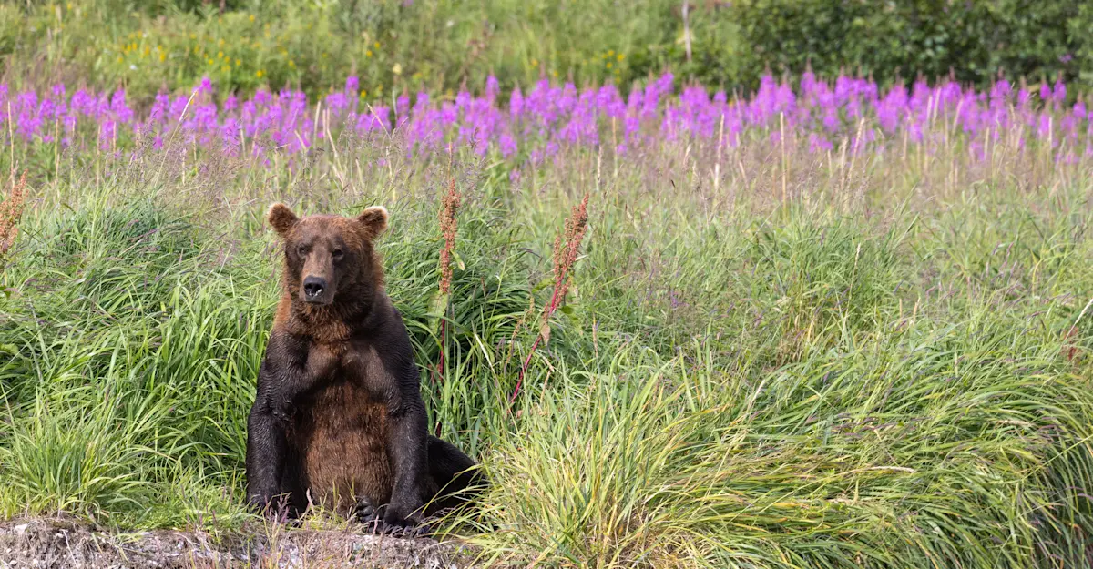 Bear with fireweed, Alaska Grizzly Encounter: Kodiak to Katmai, Katmai National Park