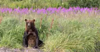 Bear with fireweed, Alaska Grizzly Encounter: Kodiak to Katmai, Katmai National Park