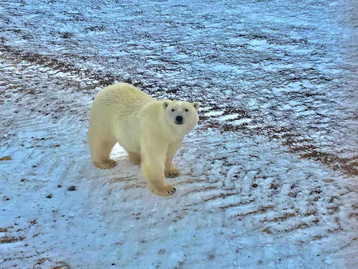 Encountering the King of the Arctic in Churchill, Canada.
