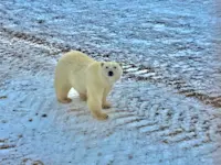 Encountering the King of the Arctic in Churchill, Canada.