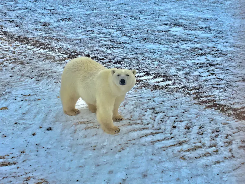 Encountering the King of the Arctic in Churchill, Canada.