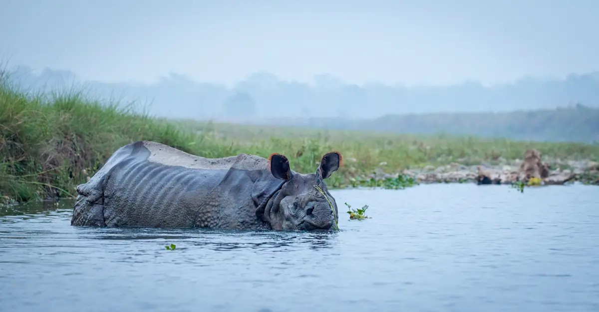Black rhino, Chitwan National Park, Nepal.