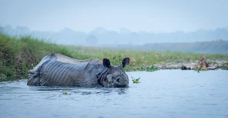 Black rhino, Chitwan National Park, Nepal.
