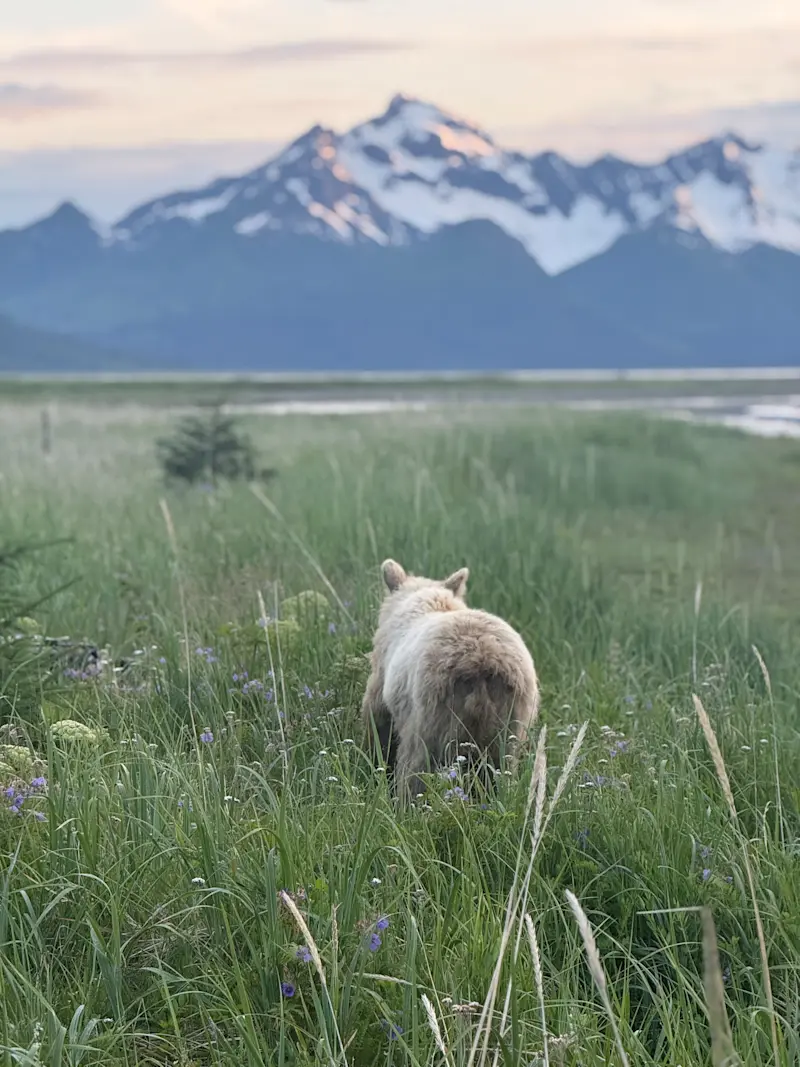 Bear encounter at bear camp, Alaska. 