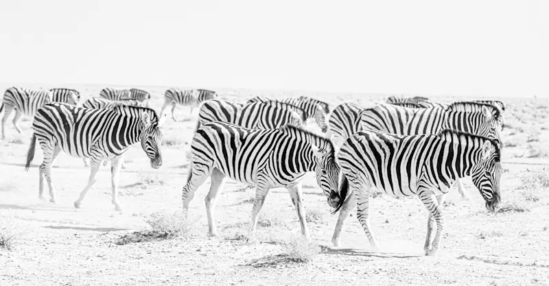 Zebra Exodus, Etosha National Park, Namibia
