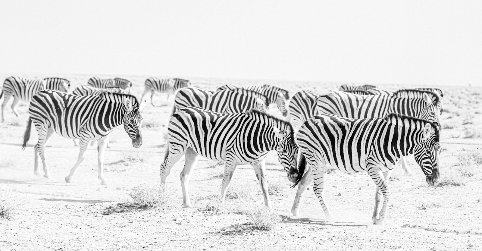 Zebra Exodus, Etosha National Park, Namibia