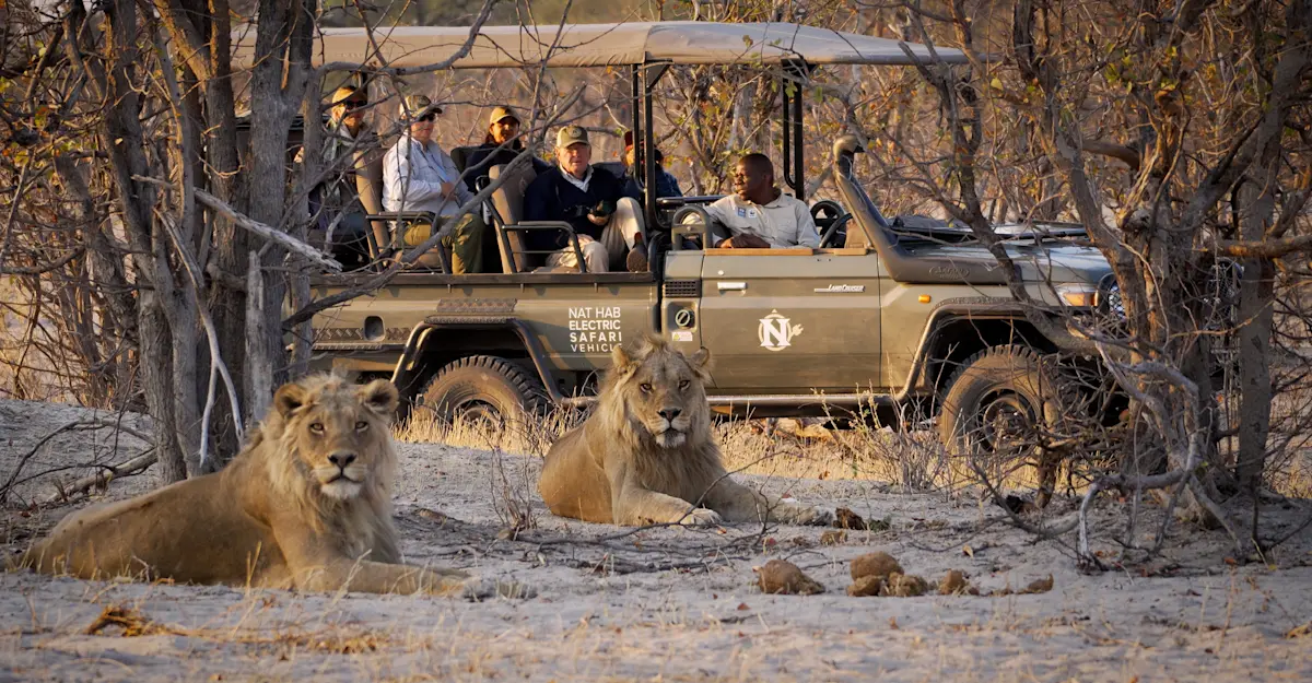 African lions and Nat Hab's Electric Safari Vehicle, Santawani Private Reserve, Botswana.