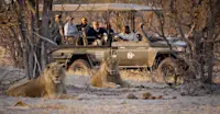 African lions and Nat Hab's Electric Safari Vehicle, Santawani Private Reserve, Botswana.