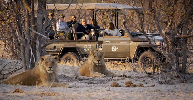 African lions and Nat Hab's Electric Safari Vehicle, Santawani Private Reserve, Botswana.