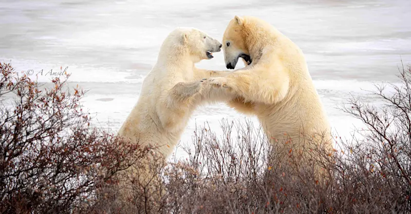 Sparring bears, Churchill