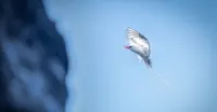 Slideshow Thumbnail 2 of 18