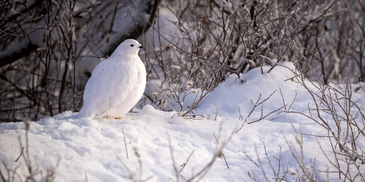 Ptarmigan, Churchill, Manitoba.