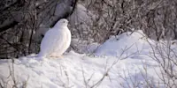 Ptarmigan, Churchill, Manitoba.