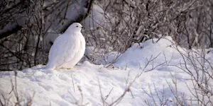 Ptarmigan, Churchill, Manitoba.