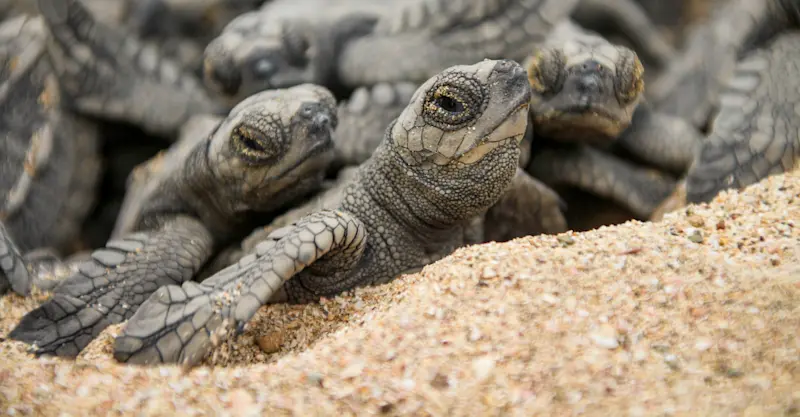 Leatherback hatchlings, Playa Grande, Costa Rica.