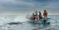 Nat Hab guests and gray whale, San Ignacio Lagoon, Baja, Mexico.