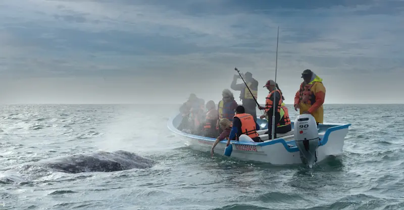 Nat Hab guests and gray whale, San Ignacio Lagoon, Baja, Mexico.