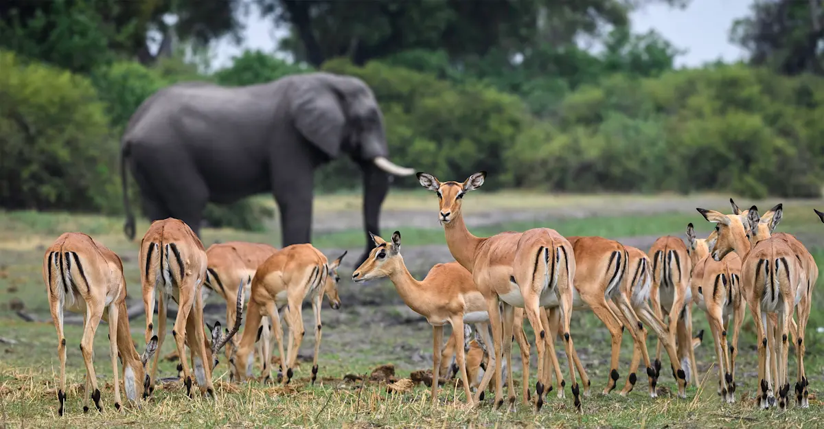 Impalas and elephant, Chobe National Park, Botswana.