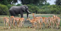 Impalas and elephant, Chobe National Park, Botswana.