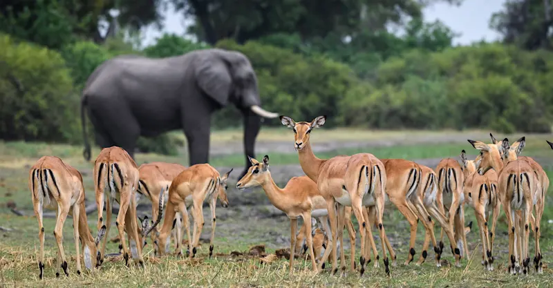 Impalas and elephant, Chobe National Park, Botswana.