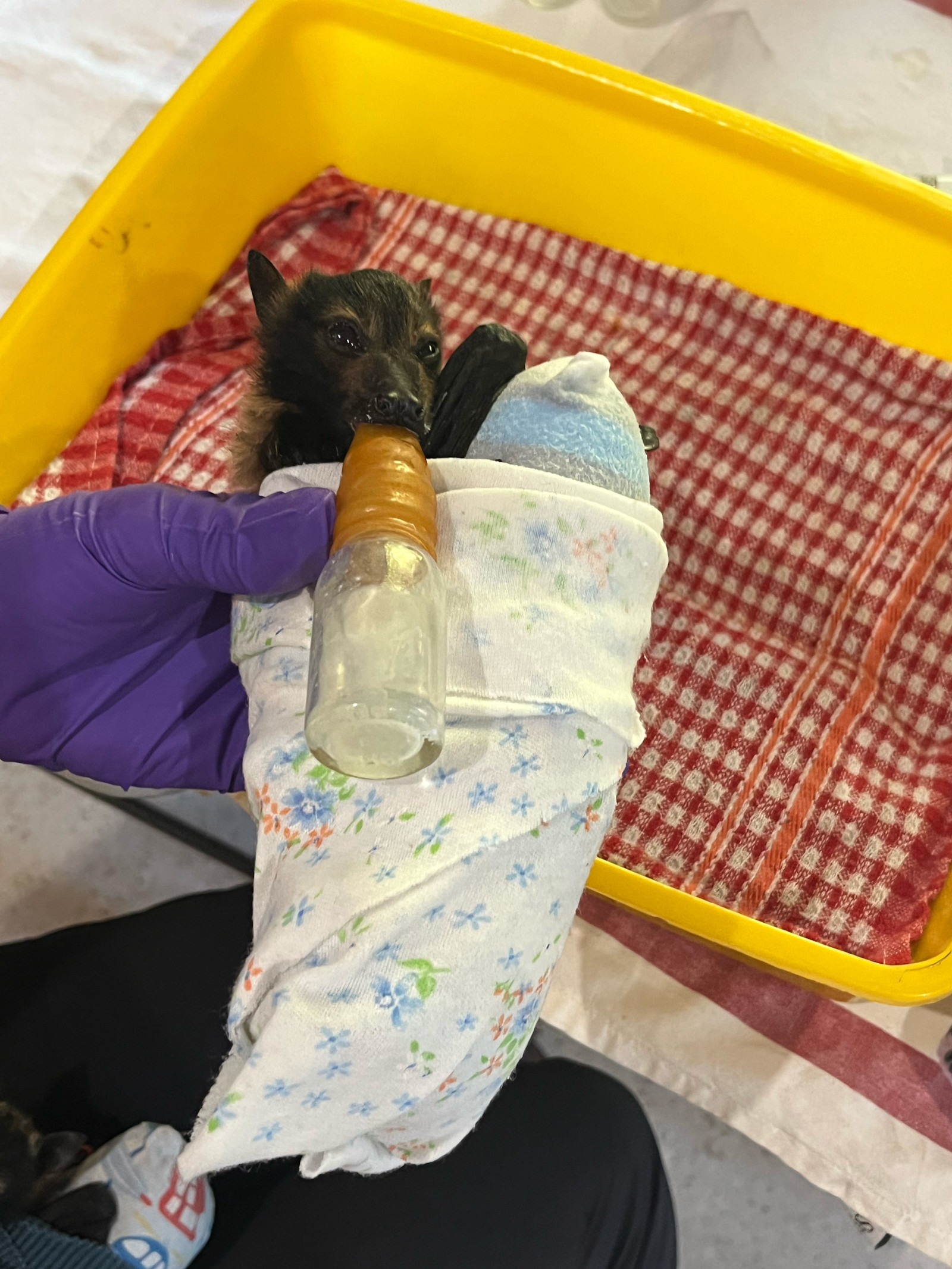 On the frontlines of conservation—bat rehab site visit in Australia.