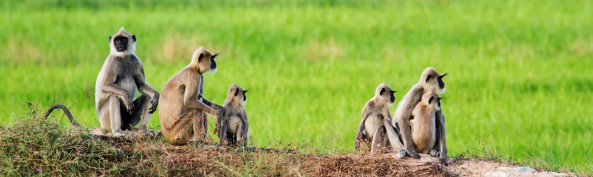 Grey tufted Langur, Sri Lanka, Asia