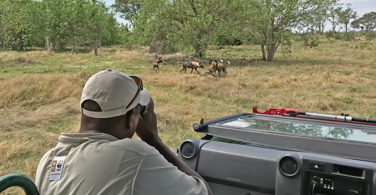 Nat Hab Expedition Leader and African wild dogs, Okavango Delta, Botswana. 